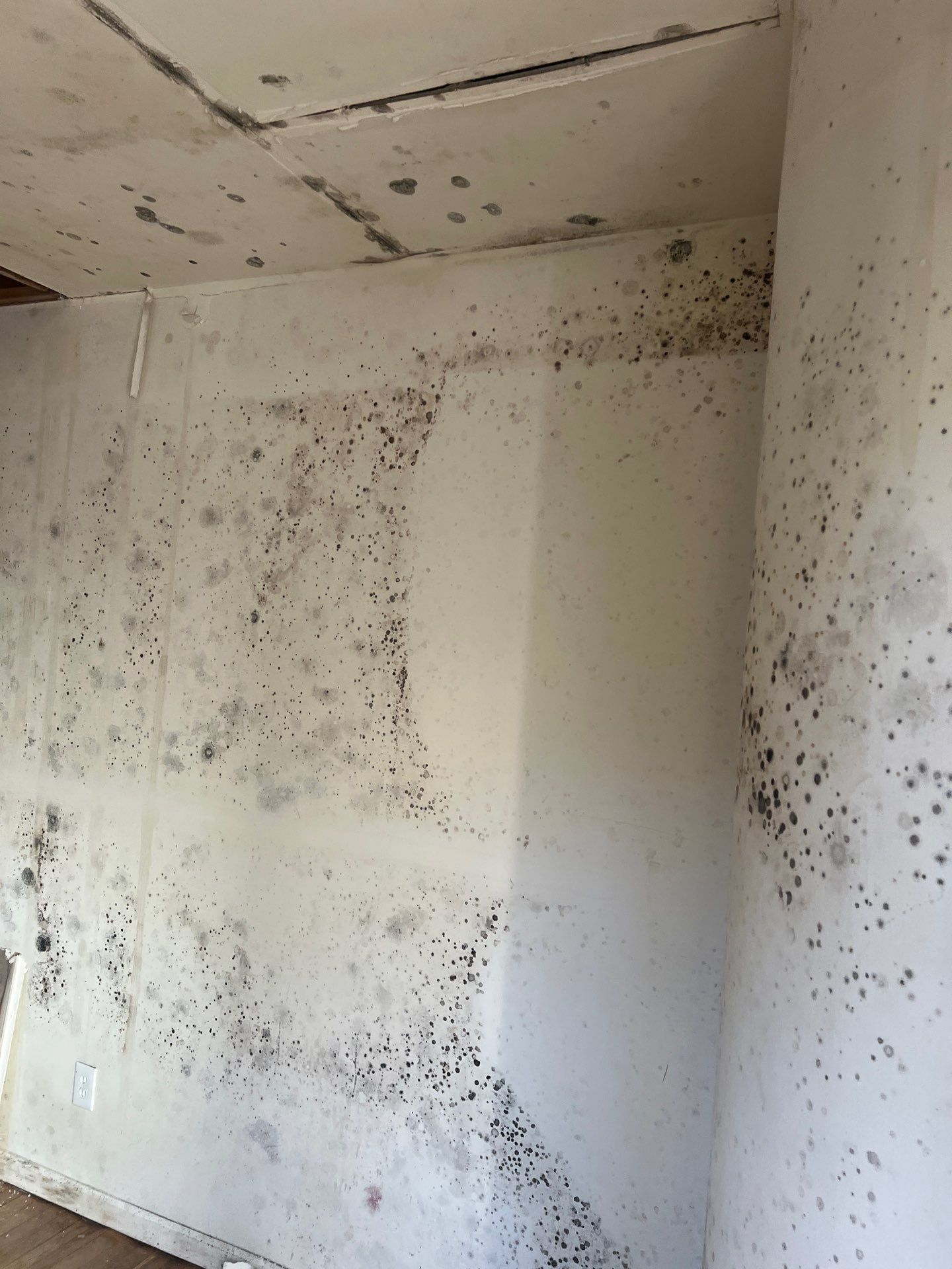 Mold remediation — does homeowners insurance cover the cost?